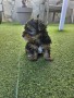 yorkshire-terrier-toy-small-0