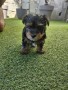 yorkshire-terrier-toy-small-2