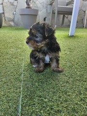 Yorkshire Terrier Toy