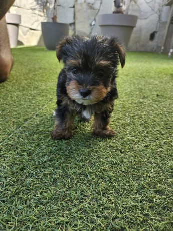 yorkshire-terrier-toy-big-2