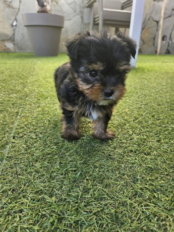 yorkshire-terrier-toy-big-3