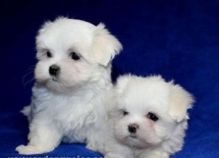REGALO cachorro de Bichon Maltes Mini To