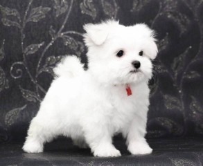 REGALO cachorro de Bichon Maltes Mini para adopcion
