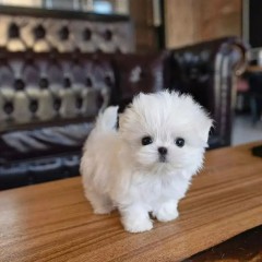 REGALO cachorro de Bichon Maltes Mini para adopcion