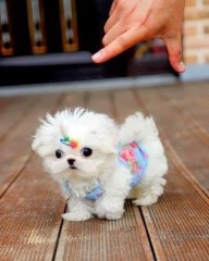 REGALO cachorro de Bichon Maltes Mini para adopcion