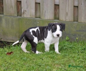 Regalo cachorro de American Stanford para adopcion