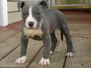 Regalo cachorro de American stanford para adopcion