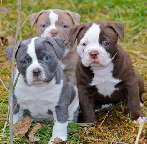regalo-cachorro-de-american-stanford-big-0