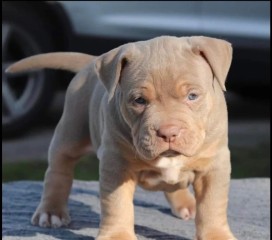 Regalo cachorro de American Stanford para adopcion