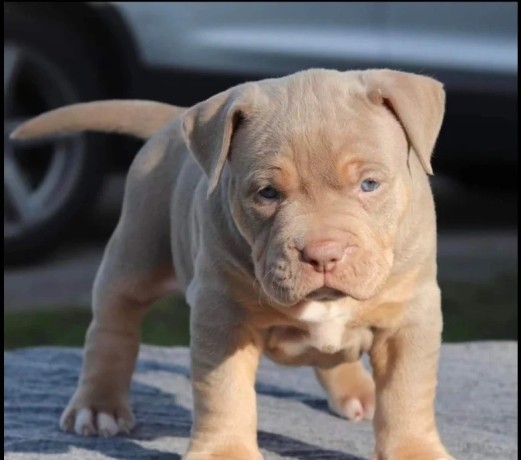 regalo-cachorro-de-american-stanford-para-adopcion-big-0