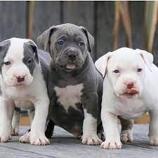Regalo cachorro de American stanford para adopcion