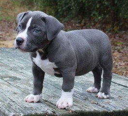 Regalo cachorro de American Stanford para adopcion