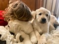 golden-retriever-small-0