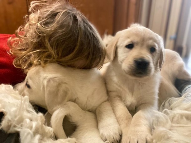 golden-retriever-big-0