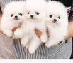 pomerania-de-raza-pura-small-0