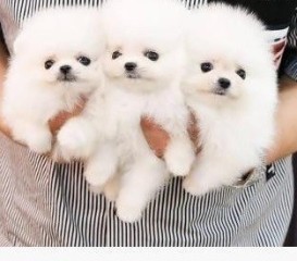 Pomerania de raza pura
