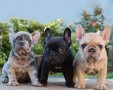 bulldog-frances-en-venta-small-0