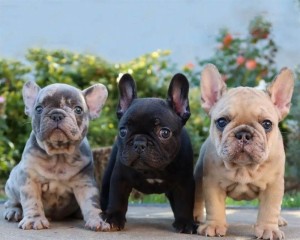 Bulldog Francés en venta.
