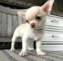 chihuahua-small-0