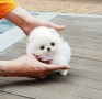 pomerania-small-0