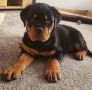 rottweiler-small-0