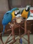loro-guacamayo-small-0