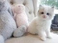 gatito-ragdoll-small-0