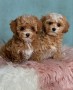 caniche-toy-bichon-maltes-y-maltipoo-small-0