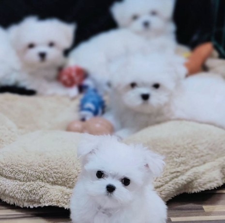 caniche-toy-bichon-maltes-y-maltipoo-dispo-big-0