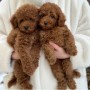 caniche-toy-bichon-maltes-y-maltipoo-dis-small-0