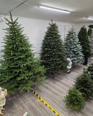 Árboles de Navidad disponibles