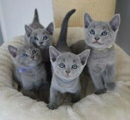 GATITOS AZULES RUSOS