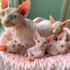 GATITOS SPHYNX LISTO