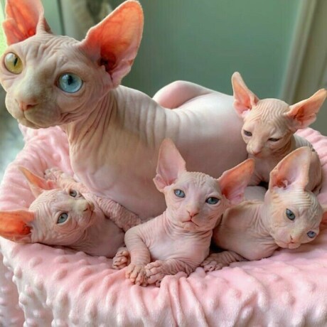 gatitos-sphynx-listo-big-0