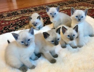 LINDOS GATITOS SIAMESE