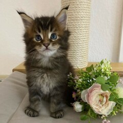 MAINCOONS MACHOS Y HEMBRAS