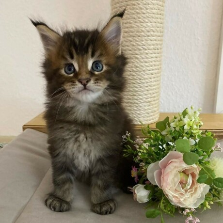 maincoons-machos-y-hembras-big-0