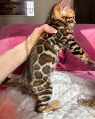 GATITOS BENGALI DISPONIBLES