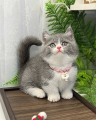 GATITOS MUNCHIN MACHOS Y HEMBRAS