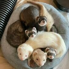 Hurones Disponibles para adopcion