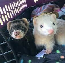 Hurones Disponibles para adopcion