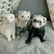 Hurones Disponibles para adopcion