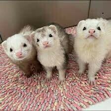 Hurones Disponibles para adopcion