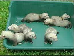 Hurones Disponibles para adopcion