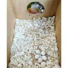 loros-y-huevos-de-loro-disponibles-big-0