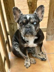 Se ofrecen montas de bulldog francés