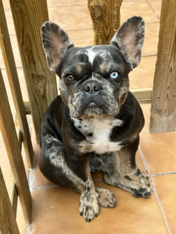 se-ofrecen-montas-de-bulldog-frances-big-0