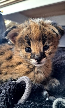 excepcional-camada-de-gatitos-serval-y-savannah-los-caracales-big-2