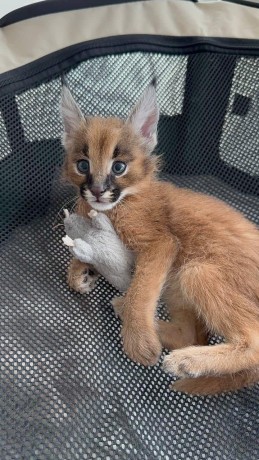 excepcional-camada-de-gatitos-serval-y-savannah-los-caracales-big-3