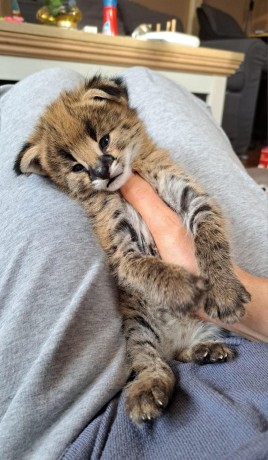 excepcional-camada-de-gatitos-serval-y-savannah-los-caracales-big-0